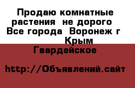 Продаю комнатные растения  не дорого - Все города, Воронеж г.  »    . Крым,Гвардейское